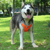 Szelki treningowe dla psa ASTRO pomarańczowe rozmiar L