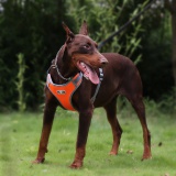 Szelki treningowe dla psa ASTRO pomarańczowe rozmiar L